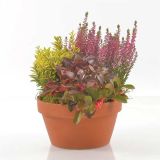 SEZONSKA RASTLINA JESENSKI NASAD V GLINENI POSODI