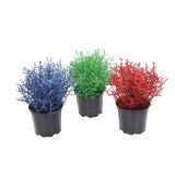 SEZONSKA RASTLINA KALOCEFALUS BROWNII PICASSO