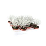 SEZONSKA RASTLINA KALOCEFALUS CALOCEPHALUS BROWNII