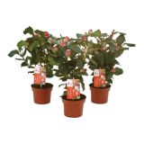 KAMELIJA JAPONICA DR.KING L13