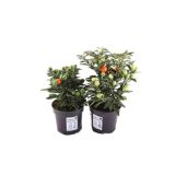 SEZONSKA RASTLINA MADEIRSKI KORALNI GRM SOLANUM PSEUDOCAPSICUM