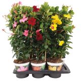 SEZONSKA RASTLINA MANDEVILLA