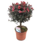 SEZONSKA RASTLINA MANUKA