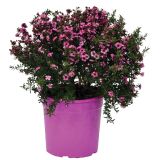 SEZONSKA RASTLINA MANUKA