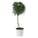 SEZONSKA RASTLINA MARJETICA