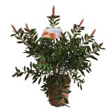 SEZONSKA RASTLINA METLIČNIK