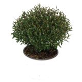 SEZONSKA RASTLINA MIRTA