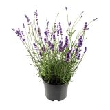 SEZONSKA RASTLINA NAVADNA SIVKA