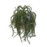 MIX DIŠAVNIC IN ZELIŠČ OBEŠANKA ZELIŠČA MIX L27