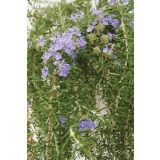 MIX DIŠAVNIC IN ZELIŠČ OBEŠANKA ZELIŠČA MIX L27