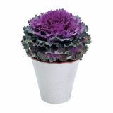 SEZONSKA RASTLINA OKRASNO ZELJE BRASSICA OLERACEA 12 CM