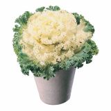 SEZONSKA RASTLINA OKRASNO ZELJE BRASSICA OLERACEA 12 CM