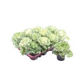 SEZONSKA RASTLINA OKRASNO ZELJE BRASSICA OLERACEA