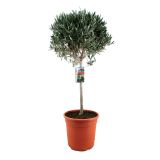 SEZONSKA RASTLINA OLEA EUROPEA NA STEBLU L15