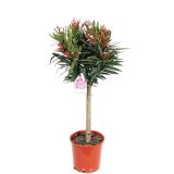 SEZONSKA RASTLINA OLEANDER