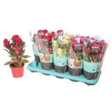 SEZONSKA RASTLINA PETELINJI GREBEN HOT TROPIC L12