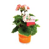 MIX POLETI CVET. RASTLIN MIX MIDI L12