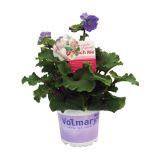 MIX POLETI CVET. RASTLIN MIX MIDI L12