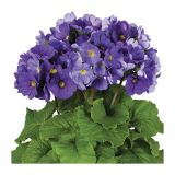 MIX POLETI CVET. RASTLIN MIX MIDI L12