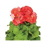 MIX POLETI CVET. RASTLIN MIX MIDI L12