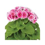 MIX POLETI CVET. RASTLIN MIX MIDI L12