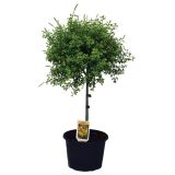 SEZONSKA RASTLINA RELIČNIK