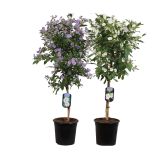 SEZONSKA RASTLINA SOLANUM RANTONNETII MIX NA STEBLU