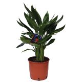 SEZONSKA RASTLINA STRELICIJA