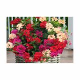 VERBENA VOLMARY HYBRIDA-VECTURA L10.5