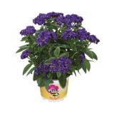 MIX POMLADNIH RASTLIN VOLMARY BEE PARTY L13