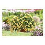 BEGONIJA VOLMARY BOLIVIENSIS BELLAVISTA DOUBLE YELLOW L12