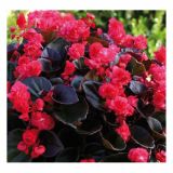 BEGONIJA VOLMARY SEMPERFLORENS DOUBLED L12