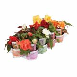 BEGONIJA VOLMARY TUBERHYBRIDA ILUMINATION MIX L12