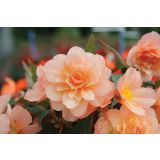 SEZONSKA RASTLINA VOLMARY BEGONIA X TUBERHYBRIDA FRAGRANT FALLS PEACH