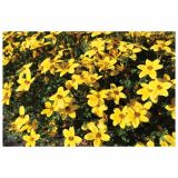 STRUKTURNA CVETOČA RASTL. VOLMARY BIDENS FERULIFOLIA YELLOW COMPACT L12