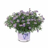 STRUKTURNA CVETOČA RASTL. VOLMARY BRACHYSCOME X MULTIFIDA BALOU BLUE COLOURS L12