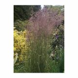 OKRASNA TRAVA VOLMARY CALAMAGROTIS ACUTIFLORA L11