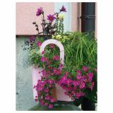 DALIJA VOLMARY X HORTENSIS LUBEGA L12