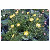 ENOLETNICA VOLMARY DELOSPERMA