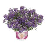 BEGONIJA VOLMARY DIŠEČE RASTLINE L12