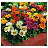 ENOLETNICA VOLMARY GAZANIA X RIGENS IMPRESSA F1 MIX
