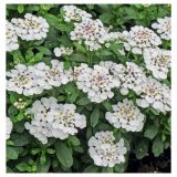 SEZONSKA RASTLINA VOLMARY GRENIK