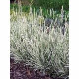 OKRASNA TRAVA VOLMARY HOLCUS MOLLIS L11