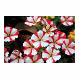 PETUNIJA VOLMARY X ATKINSIANA PEGASUS SPECIAL RED STAR