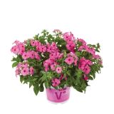 SEZONSKA RASTLINA VOLMARY PHLOX X HYBRIDA CAROLINE