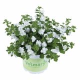 STRUKTURNA CVETOČA RASTL. VOLMARY SUTERA DIFFUSUS BARISTO DOUBLE WHITE L12