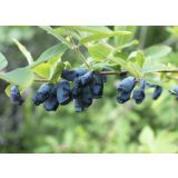 SIBIRSKA BOROVNICA JUGANA L13