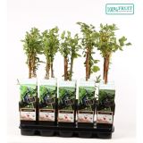 SIBIRSKA BOROVNICA L15