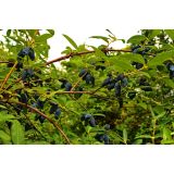 SIBIRSKA BOROVNICA WOJTEH L13