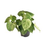 SOBNA ZELENA RASTLINA SINGONIJ FROST L15